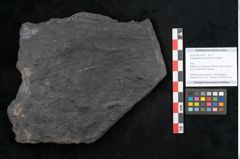 Foto (Objekt + Etikett) von Noeggerathia palmaeformis Goeppert (NHMW-GEO-2024-0188-10742)